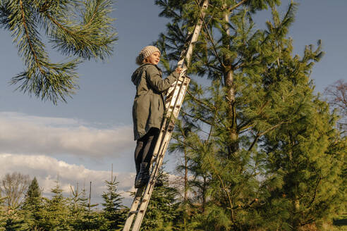 Girl standing on ladder by fir tree - OGF01240