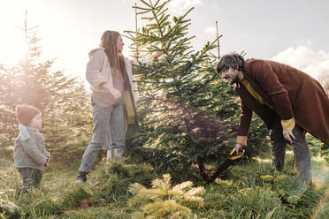 Familie schlägt Weihnachtsbaum auf einer Baumfarm an einem sonnigen Tag - OGF01246