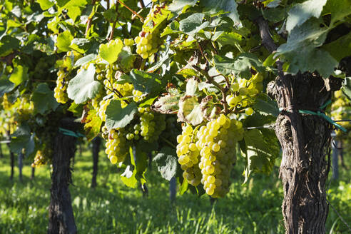 Weiße Trauben wachsen im Sommerweinberg - GWF07429