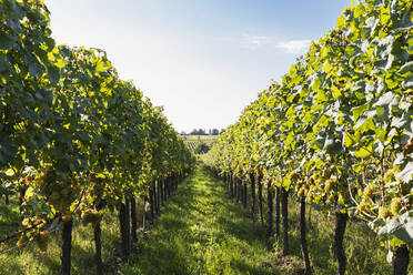 White grapes cultivated in summer vineyard - GWF07430