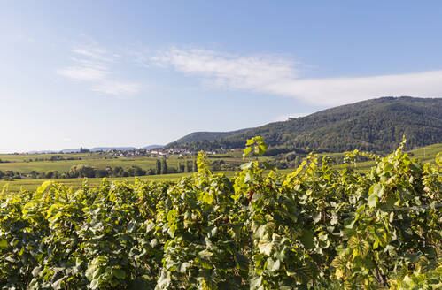 Deutschland, Rheinland-Pfalz, Burrweiler, Trauben im Weinberg mit Dorf im Hintergrund - GWF07431