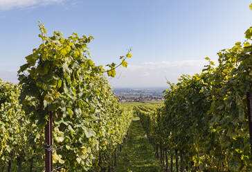 Weiße Trauben, angebaut im Sommerweinberg - GWF07432