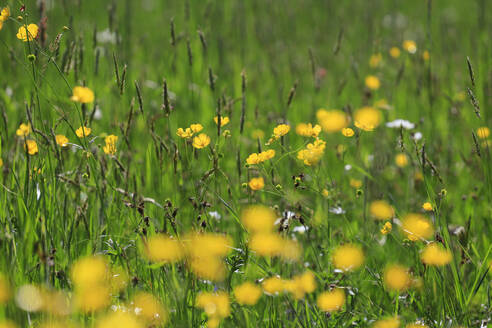 Blühende Butterblumen auf einer Frühlingswiese - JTF02056