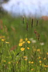 Blühende Butterblumen auf einer Frühlingswiese - JTF02057