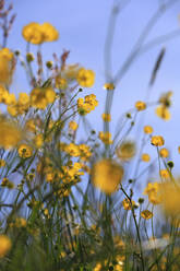 Blühende Butterblumen auf einer Frühlingswiese - JTF02058