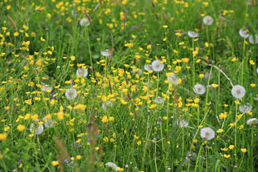 Blühende Butterblumen und Löwenzahn auf einer Frühlingswiese - JTF02059