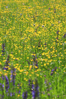 Blühende Butterblumen auf einer Frühlingswiese - JTF02060