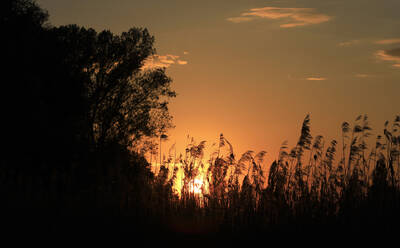 Silhouette von Schilf bei Sonnenuntergang - JTF02061