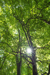 Sunlight piercing green canopies of forest beech trees - RUEF03652