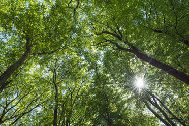 Sunlight piercing green canopies of forest beech trees - RUEF03653