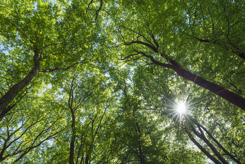 Sonnenlicht durchdringt die grünen Baumkronen der Waldbuchen - RUEF03653