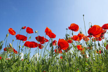 Kräftig blühender roter Mohn auf einer Frühlingswiese - RUEF03656