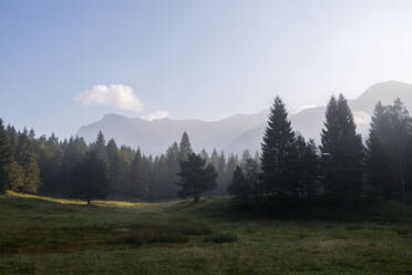 Waldwiese im Karwendelgebirge in der Morgendämmerung - RUEF03680
