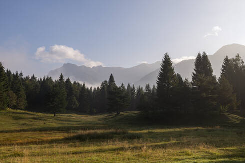 Waldwiese im Karwendelgebirge in der Morgendämmerung - RUEF03681