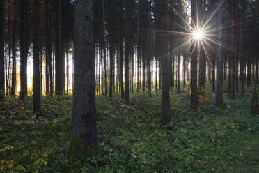 Sun shining through branches of forest trees in autumn - RUEF03710