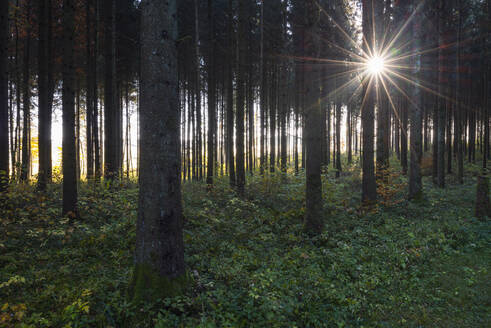 Sonne, die durch die Zweige der Waldbäume im Herbst scheint - RUEF03710