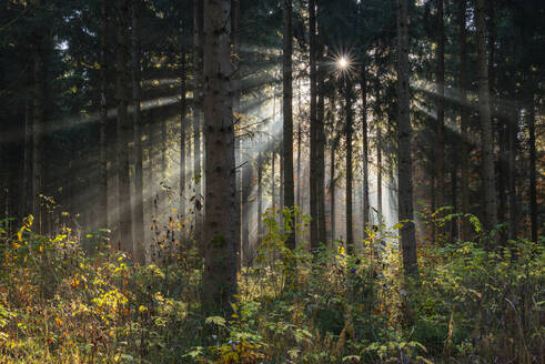 Sonne, die durch die Zweige der Waldbäume im Herbst scheint - RUEF03711