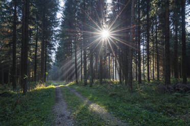 Sonne, die durch die Zweige der Waldbäume im Herbst scheint - RUEF03712