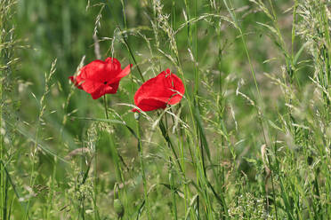 Leuchtend rote Mohnblumen blühen im Frühling - JTF02064