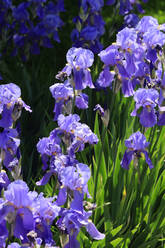 Purple irises blooming in spring - JTF02065