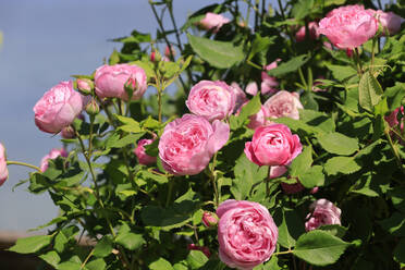 Im Frühling blühende rosa Rosen - JTF02066