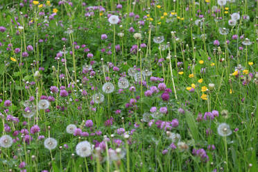 Clover and dandelions blooming in springtime meadow - JTF02068