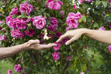 Paar, das sich vor rosa Rosenpflanzen an den Händen hält - SVKF00241