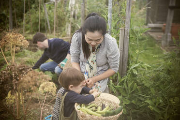 Mutter und Sohn ernten Gemüse im Garten - CAIF32748