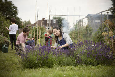 Glückliche Frau bei der Gartenarbeit an einer Lavendelpflanze im Garten - CAIF32751