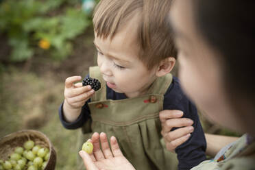 Close up toddler boy eating fresh blackberry - CAIF32755