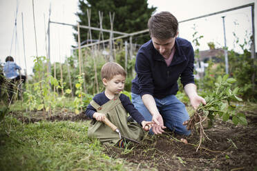 Father and toddler son gardening - CAIF32764