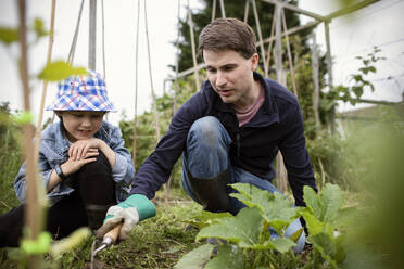 Vater und Sohn bei der Gartenarbeit im Gemüsegarten - CAIF32771