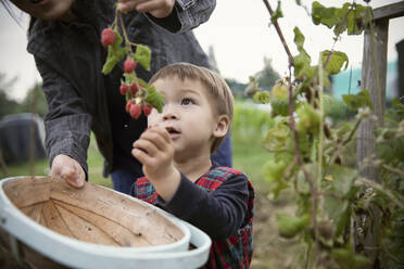 Niedlicher, neugieriger Junge, der die Himbeeren auf dem Zweig betrachtet - CAIF32788