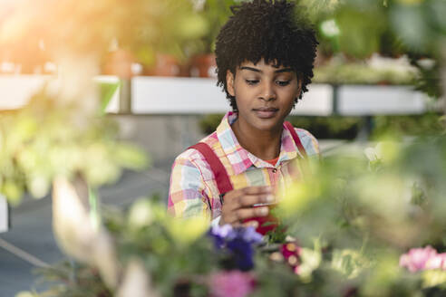 Florist bei der Arbeit mit Pflanzen in der Gärtnerei - JCCMF06428