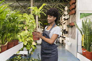 Gärtnerin mit Schürze hält Topfpflanze bei der Arbeit in einer Gärtnerei - JCCMF06461