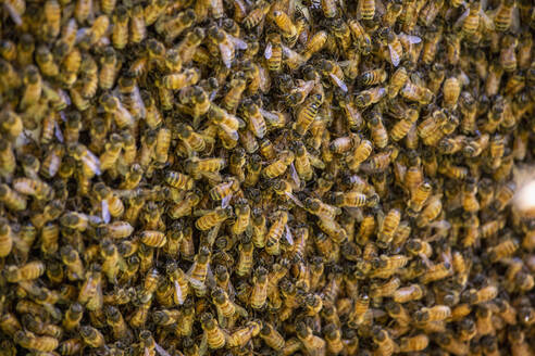 Voller Rahmen Ligurische Bienen am Bienenstock - FSIF05963