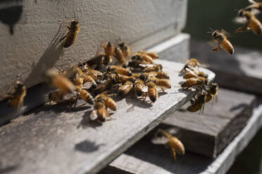 Close up cluster of bees outside sunny hive - FSIF05969