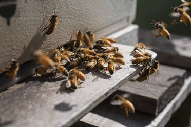 Nahaufnahme eines Bienenschwarms außerhalb eines sonnigen Bienenstocks - FSIF05969