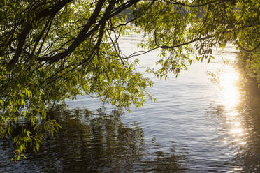 Zweige eines Baumes über dem See bei Sonnenuntergang - FOLF11415