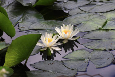Water lilies floating in pond - JTF02083