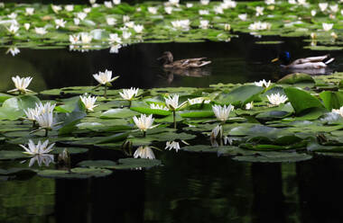 Im Teich schwimmende Seerosen - JTF02086