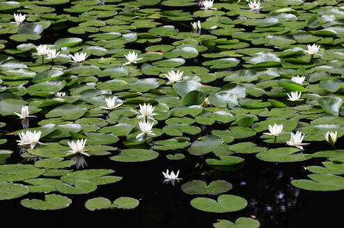 Water lilies floating in pond - JTF02088