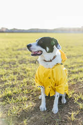 Hund in gelbem Regenmantel auf einer Wiese an einem sonnigen Tag - EGHF00390