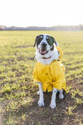 Hund mit Regenmantel auf einer Wiese an einem sonnigen Tag - EGHF00391