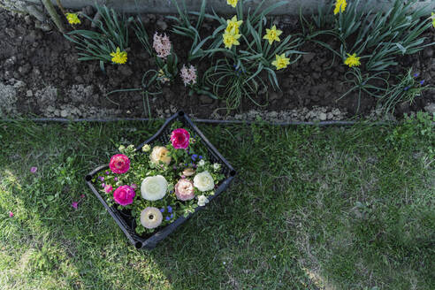 Bunte Ranunkelblüten in Kiste im Garten - OSF00037