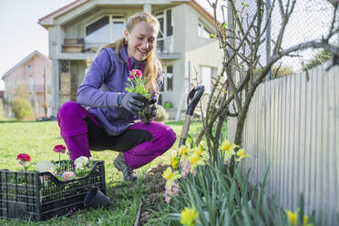 Smiling woman planting ranunculus flowers in garden outside house - OSF00038