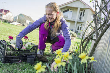 Woman planting ranunculus flowers crouching in garden on sunny day - OSF00040