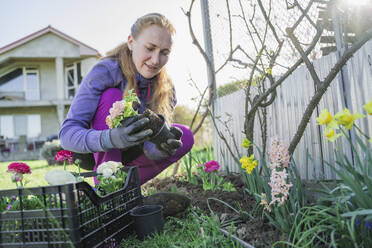 Mature woman planting Ranunculus flower crouching by crate in garden - OSF00041