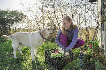 Smiling woman planting flowers crouching by dog in garden - OSF00042