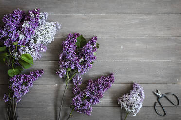 Studioaufnahme von frisch gepflücktem Flieder (Syringa vulgaris), der auf einer Holzfläche liegt - EVGF04018